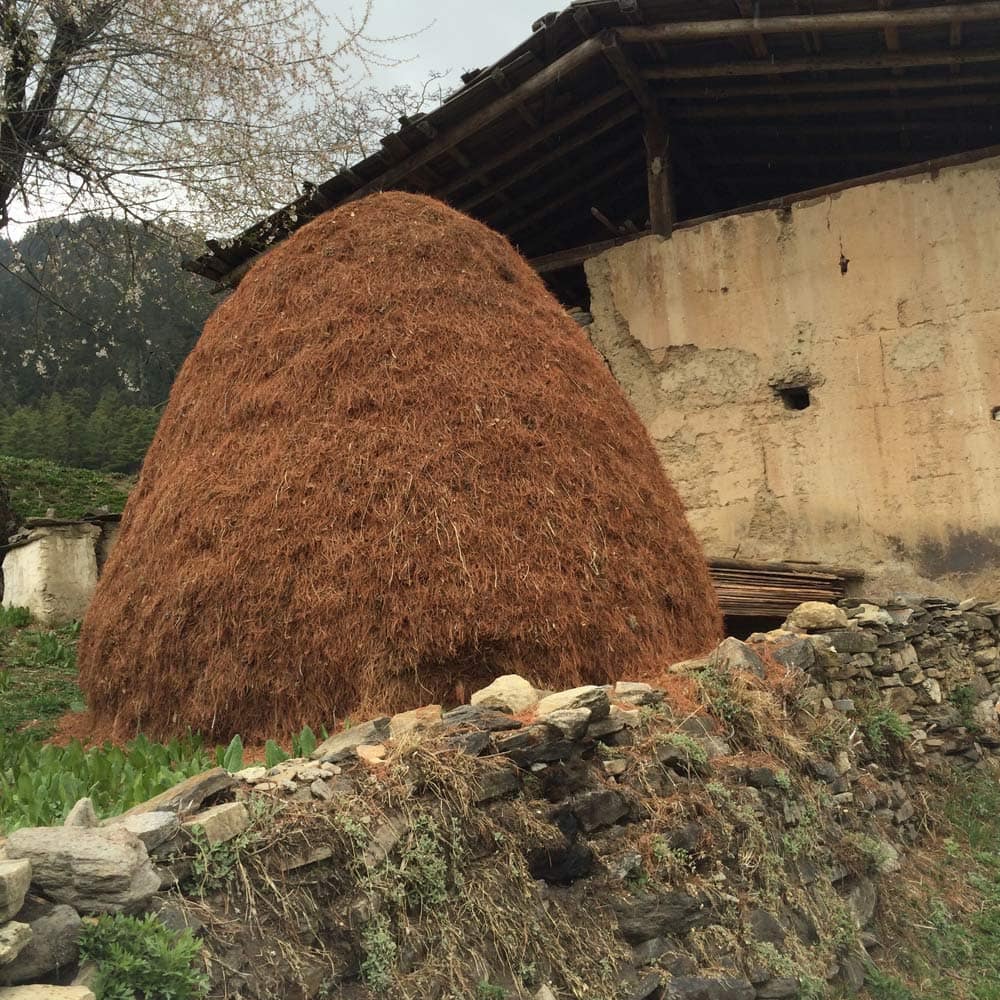 Bhutan Pine Needles | Hammer & Hand