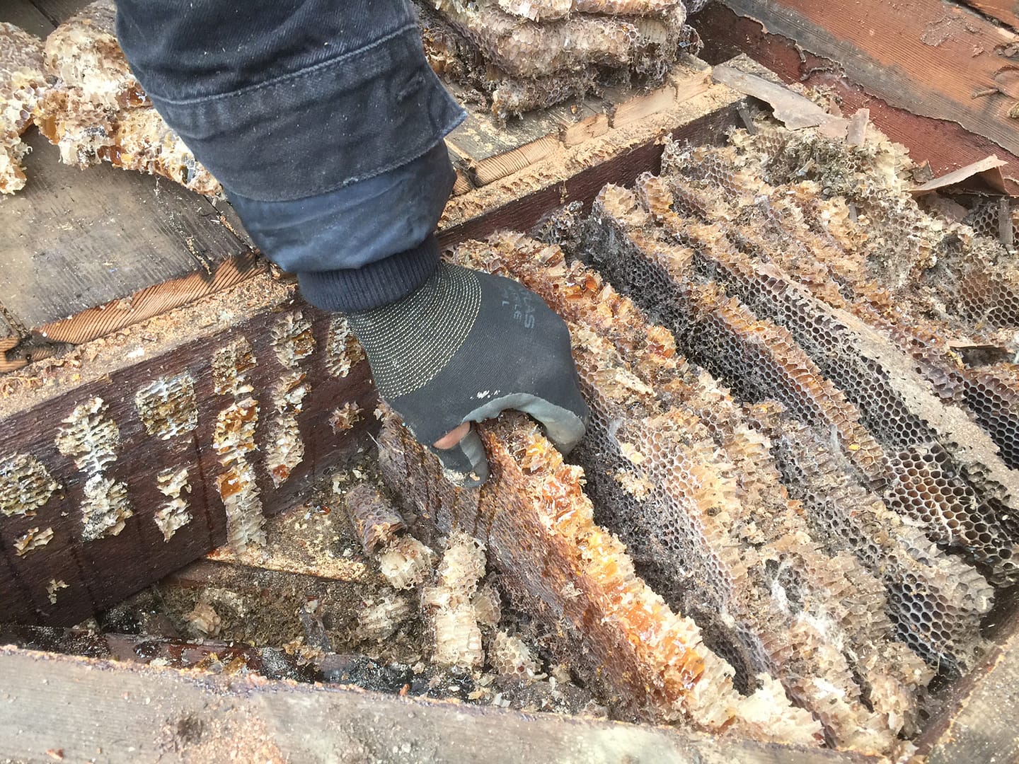 Honey Found in Portland Home Remodel | Hammer & Hand
