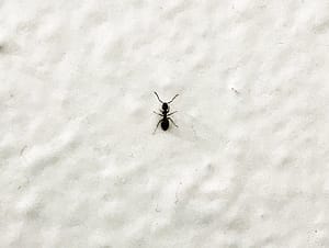 It starts with a scout ant...